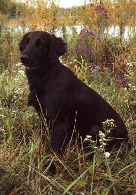 Applegarth flat shop coated retrievers