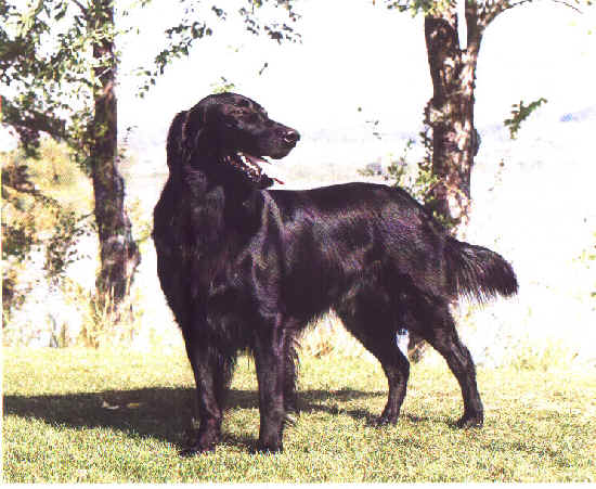 Applegarth flat 2025 coated retrievers