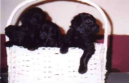 Applegarth flat coated clearance retrievers